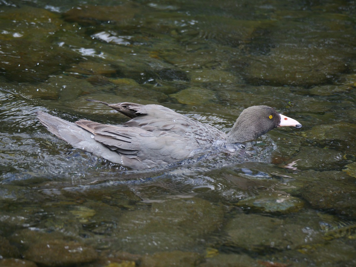 Blue Duck - ML646222930