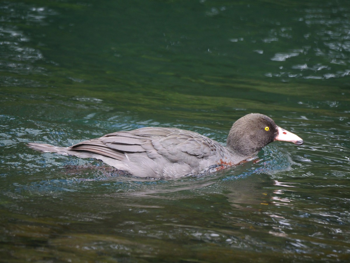 Blue Duck - ML646222931