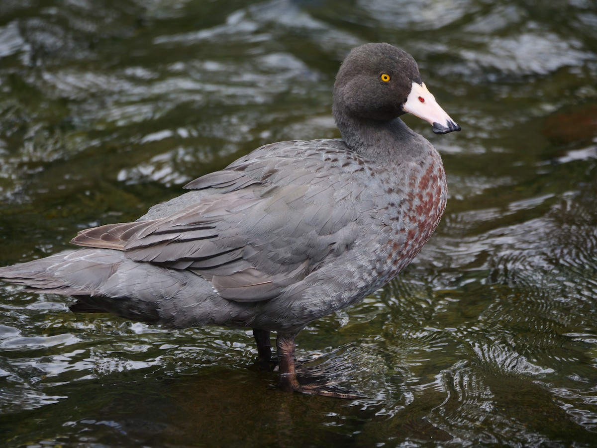 Blue Duck - ML646222932