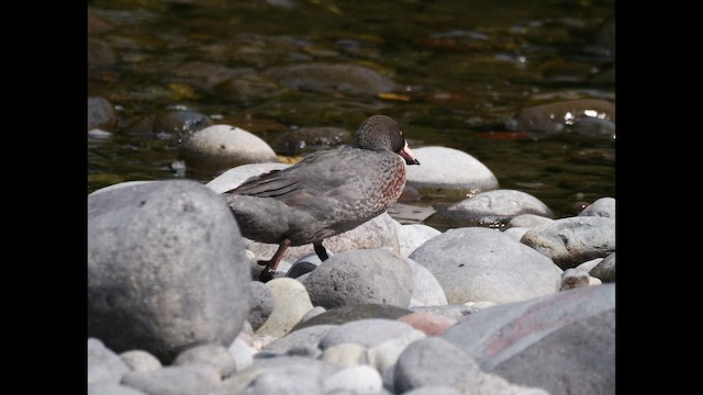 Blue Duck - ML646222933