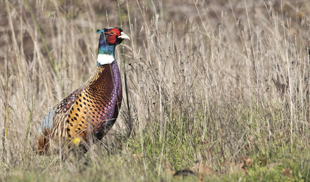 bažant obecný - ML646222936