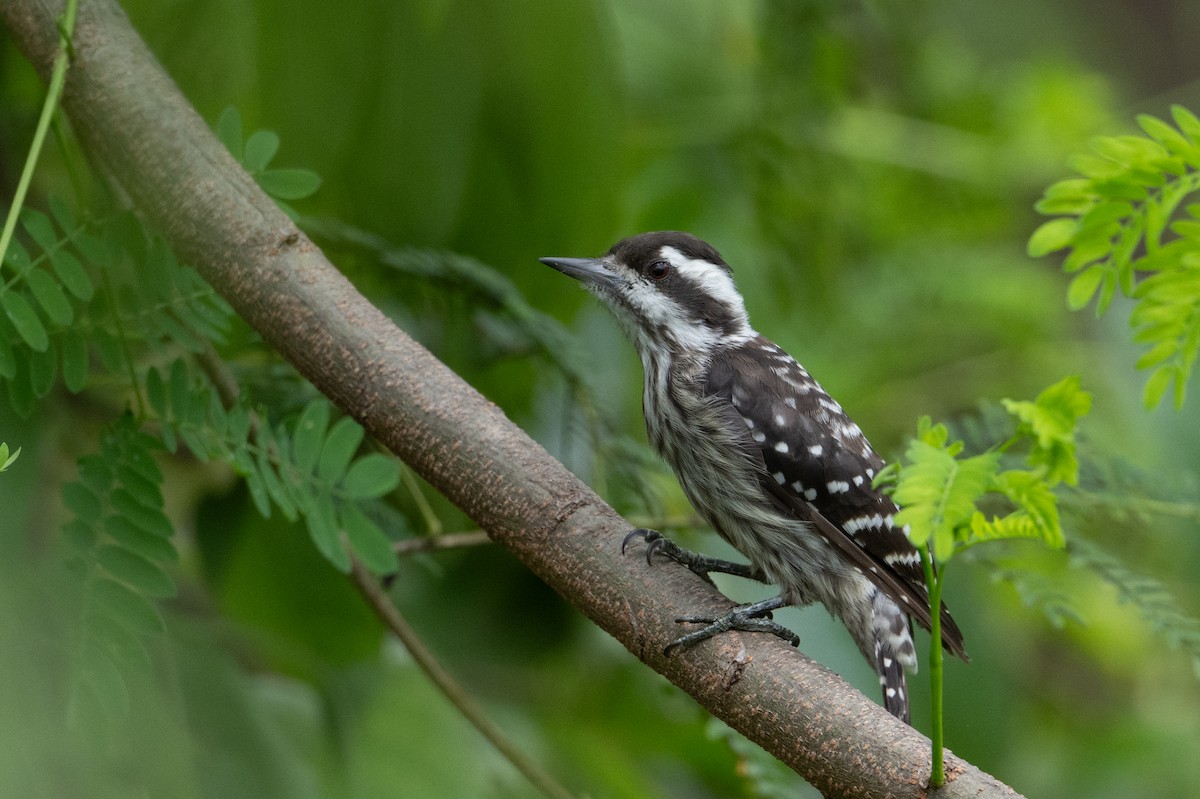 Sunda Pygmy Woodpecker - ML646222940