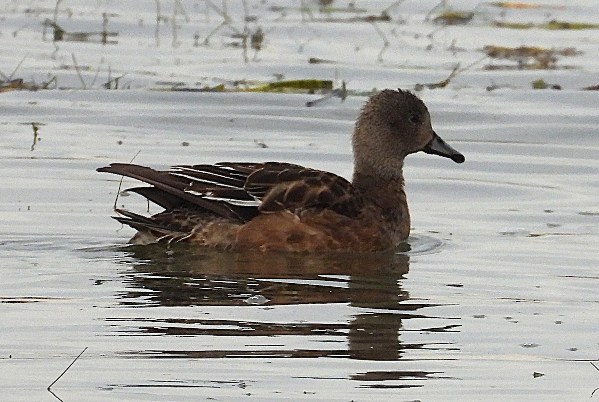 American Wigeon - ML646222941