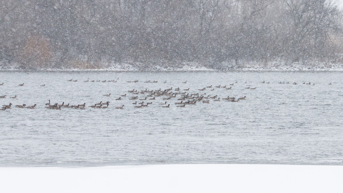 Canada Goose - ML646222942