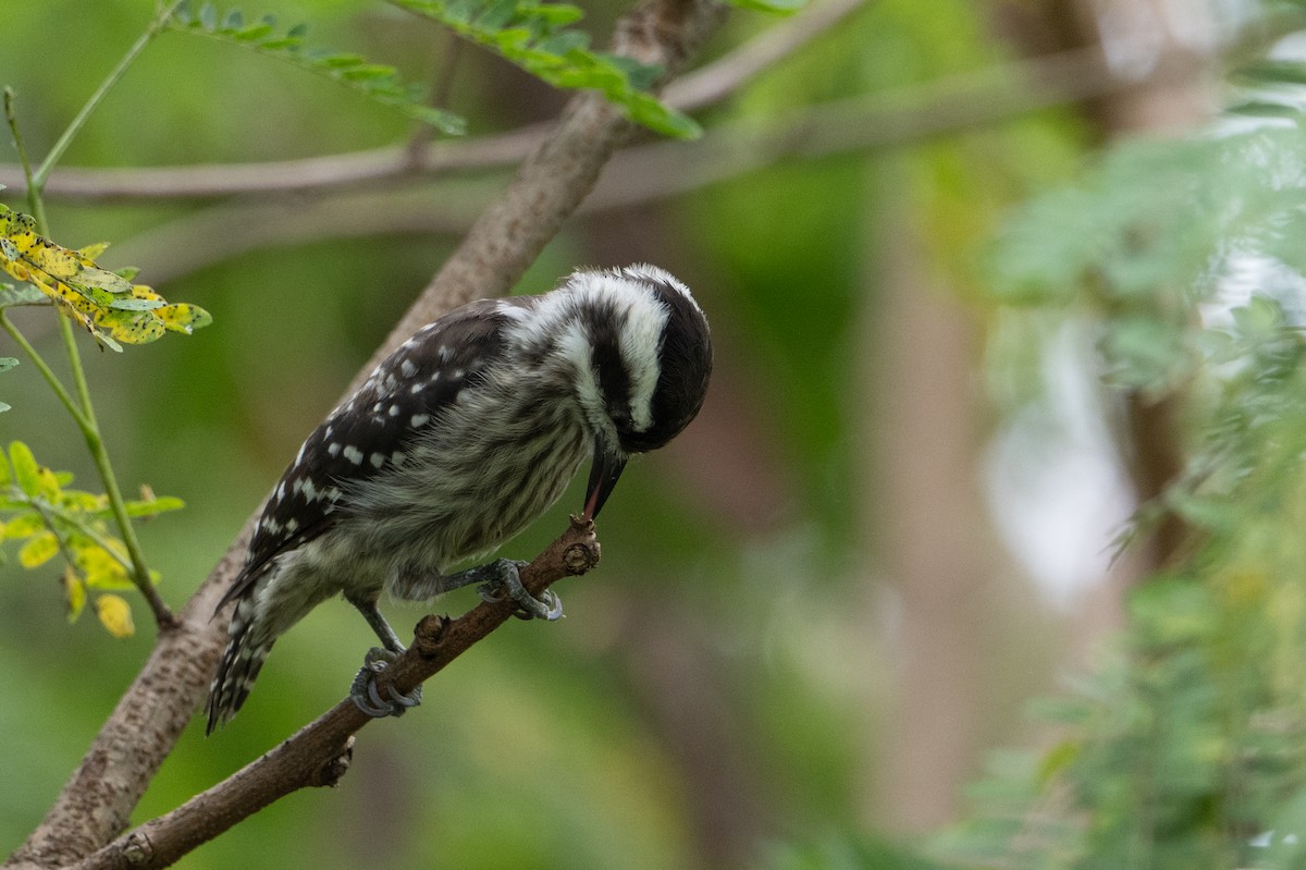 Sunda Pygmy Woodpecker - ML646222943