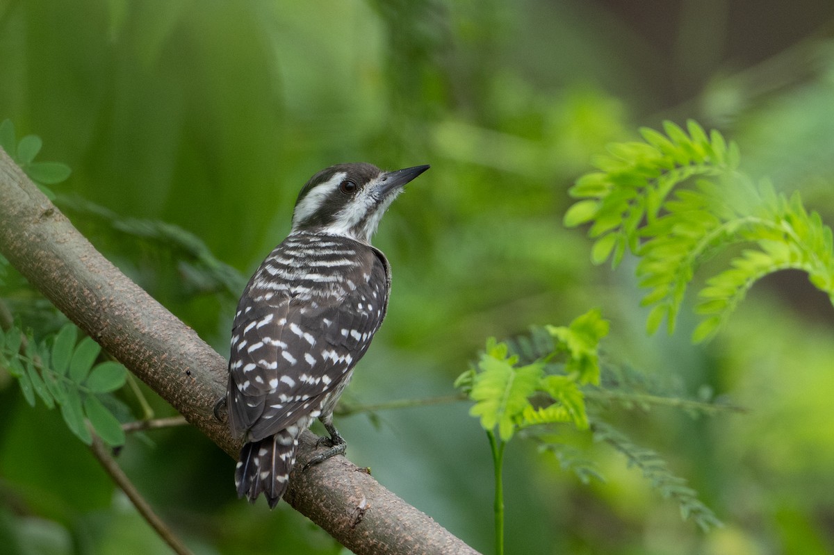 Sunda Pygmy Woodpecker - ML646222945