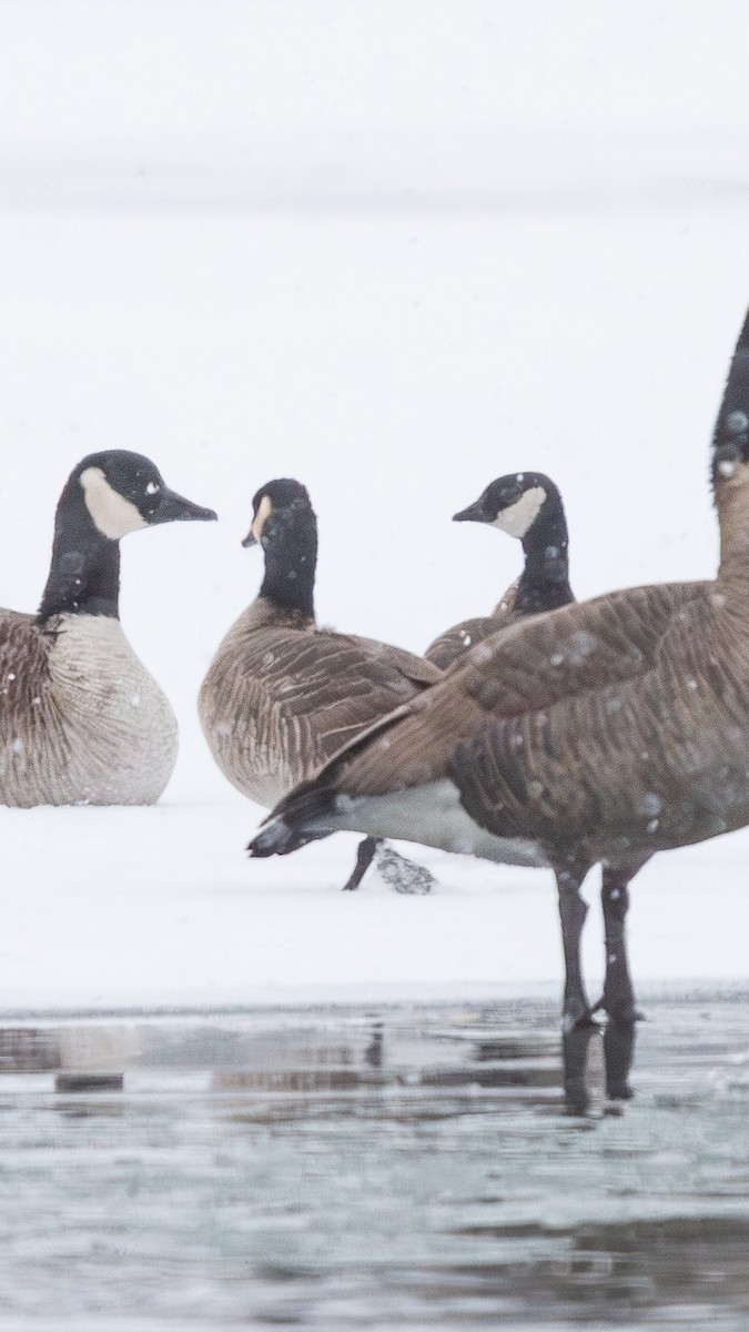 小加拿大雁 - ML646222946