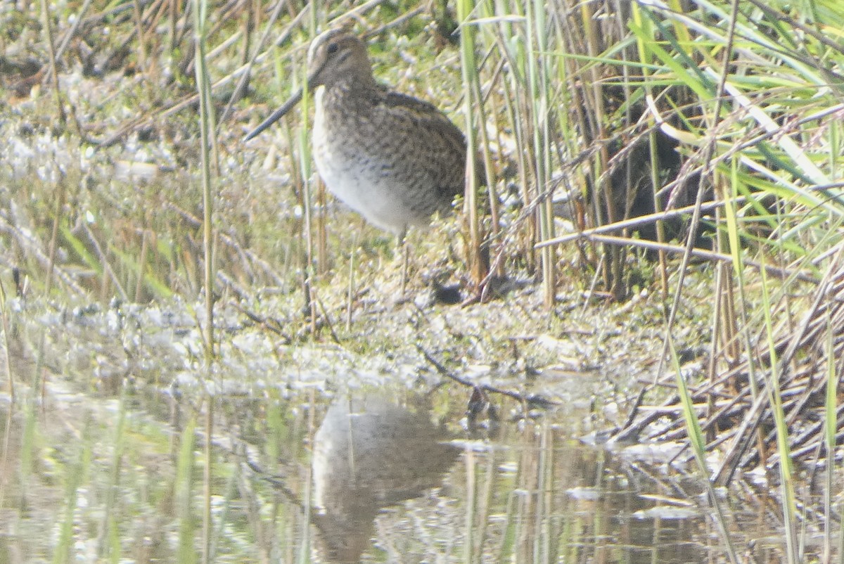 Latham's Snipe - ML646222948