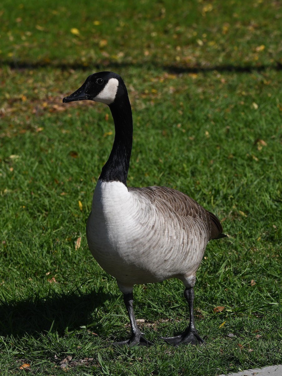 Canada Goose - ML646222950