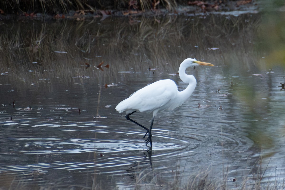 ダイサギ - ML646222951