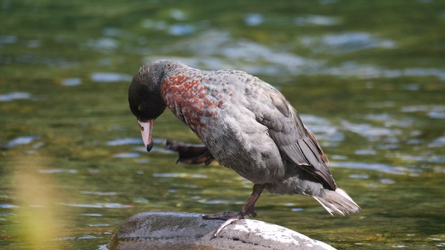 Blue Duck - ML646222952