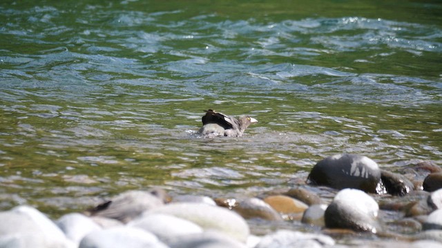 Blue Duck - ML646222953