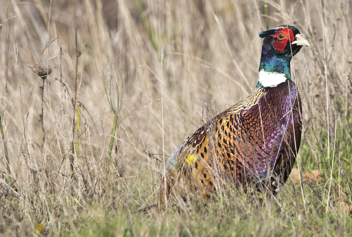 bažant obecný - ML646222954