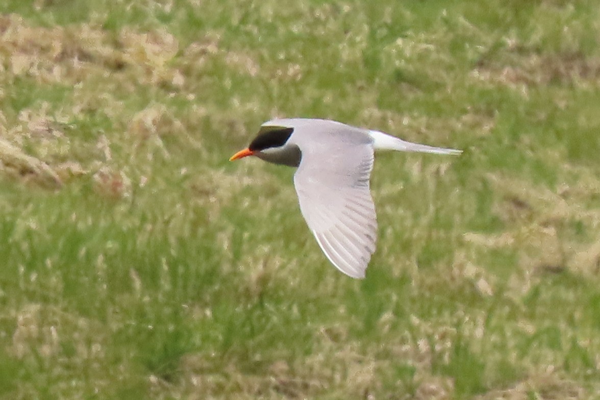 maoriterne - ML646222955