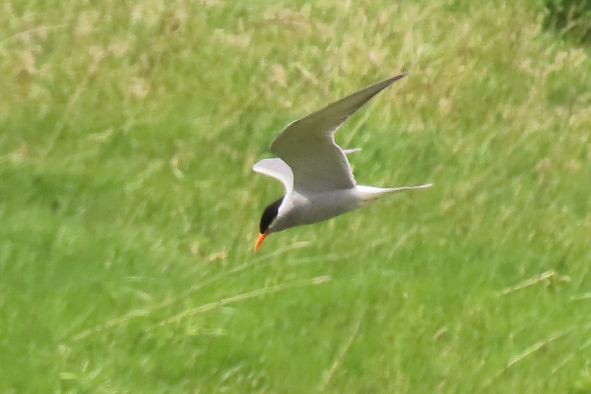 maoriterne - ML646222956