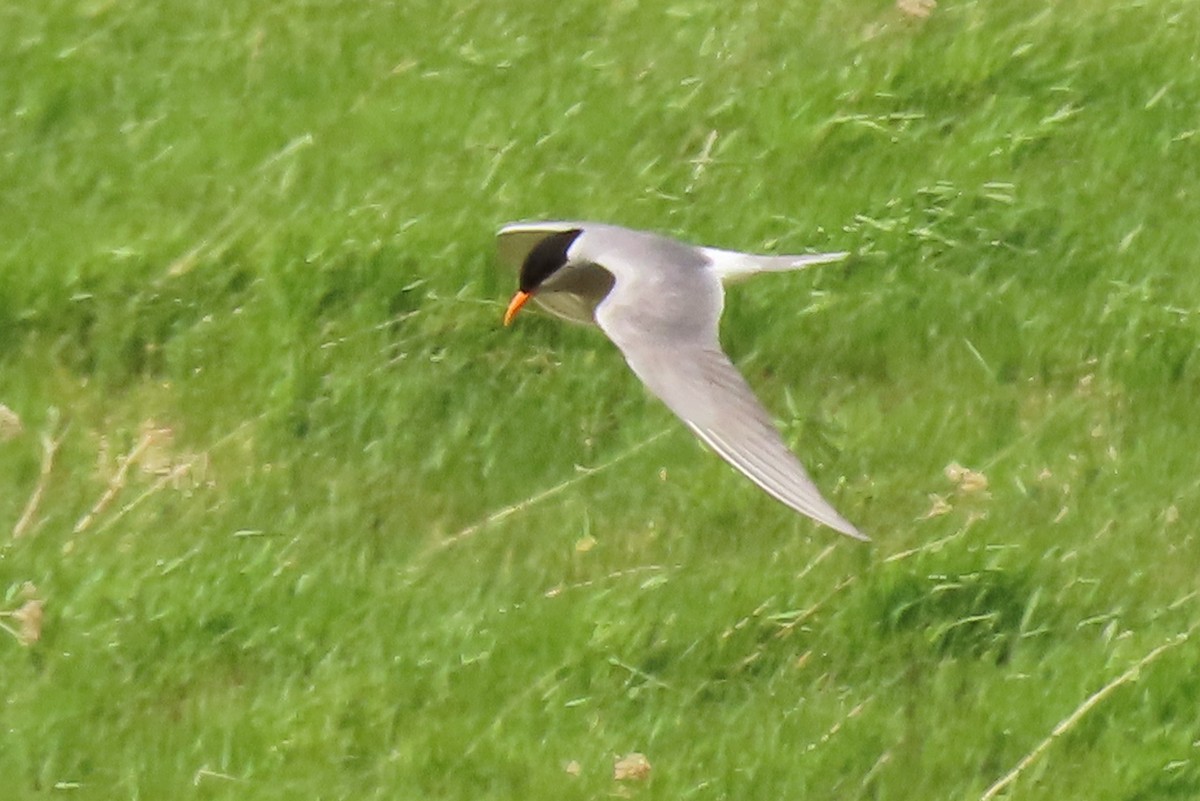 maoriterne - ML646222957