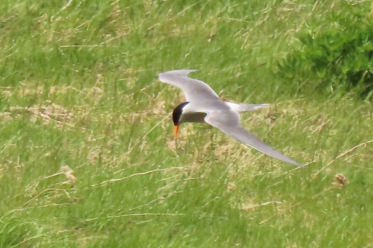 maoriterne - ML646222958