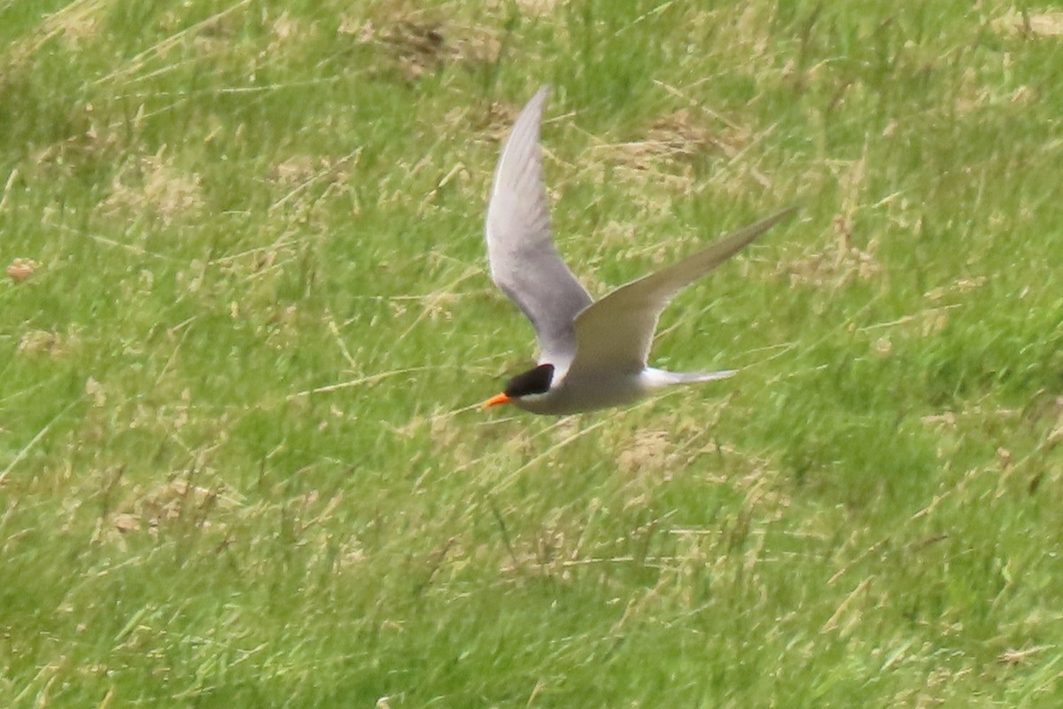 maoriterne - ML646222959