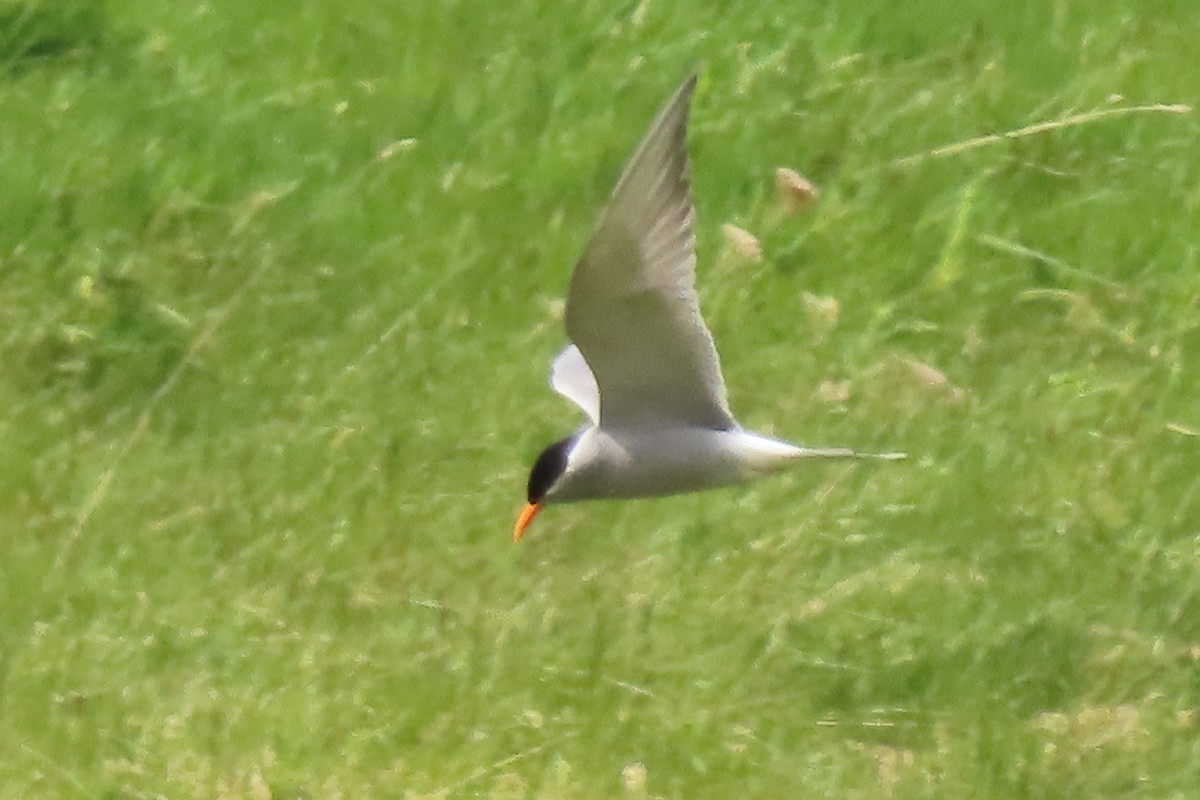 maoriterne - ML646222960