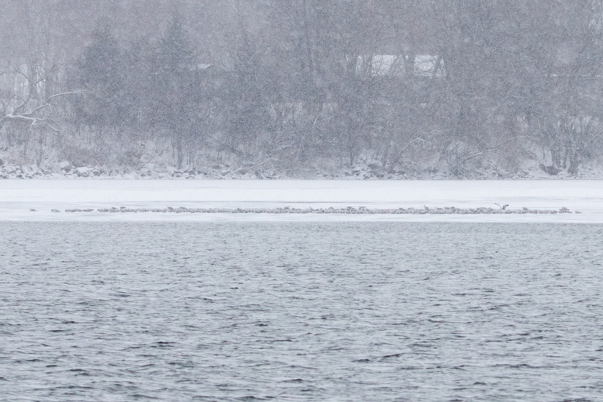 Ring-billed Gull - ML646222961