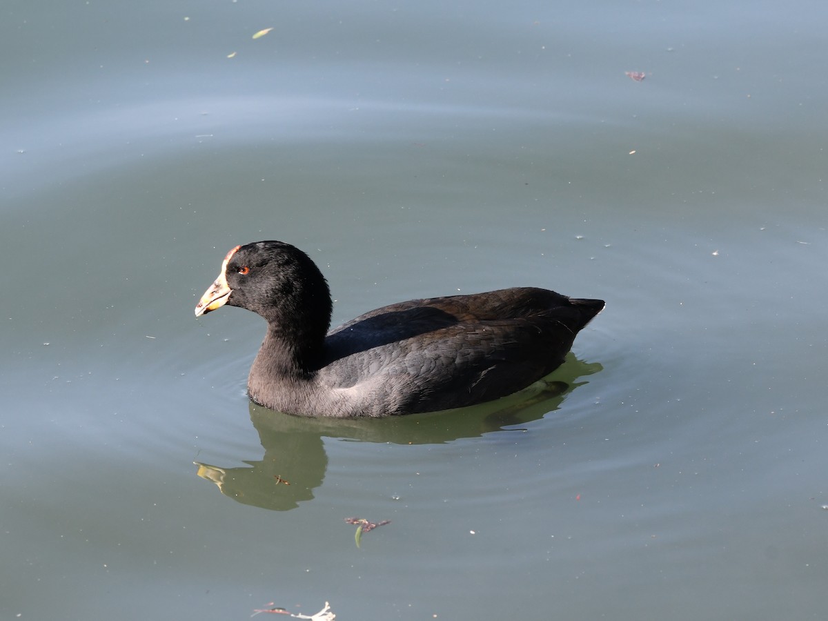 American Coot - ML646222962