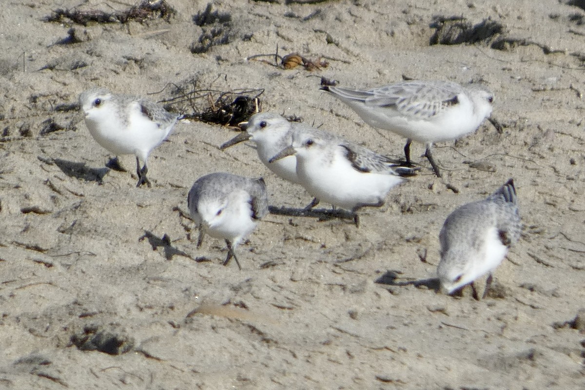 Txirri zuria - ML646222963