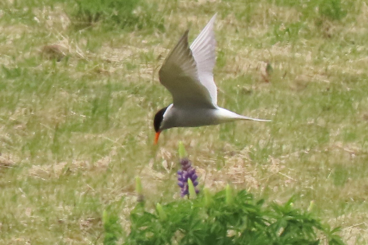 maoriterne - ML646222964