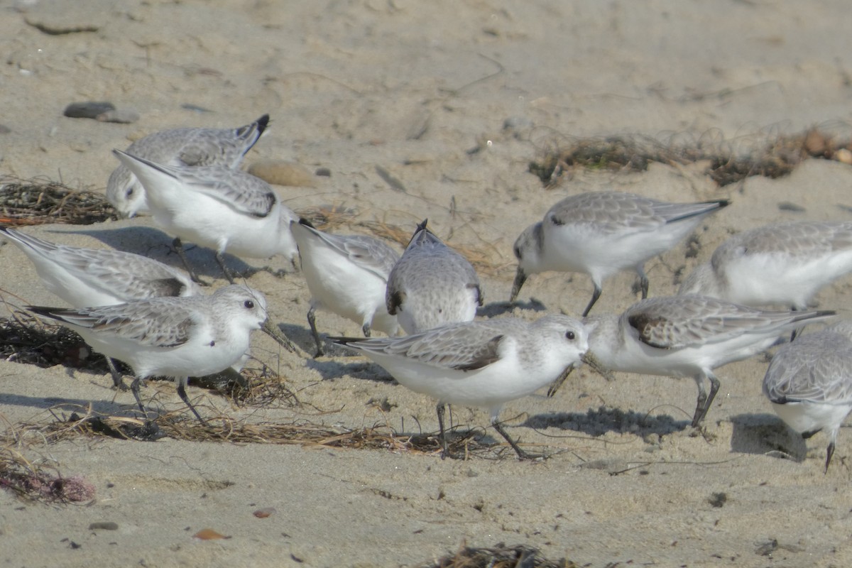 Txirri zuria - ML646222965