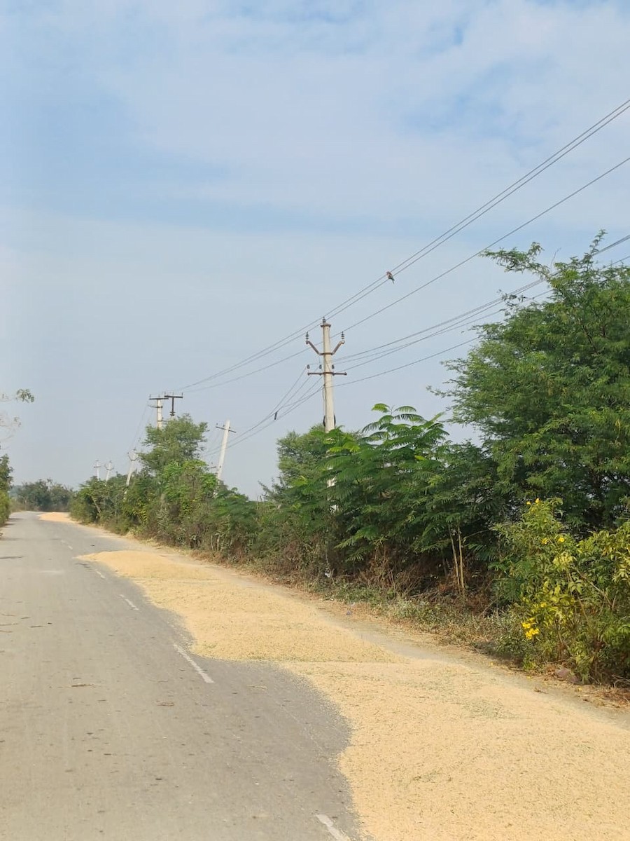 Indian Roller - ML646222966