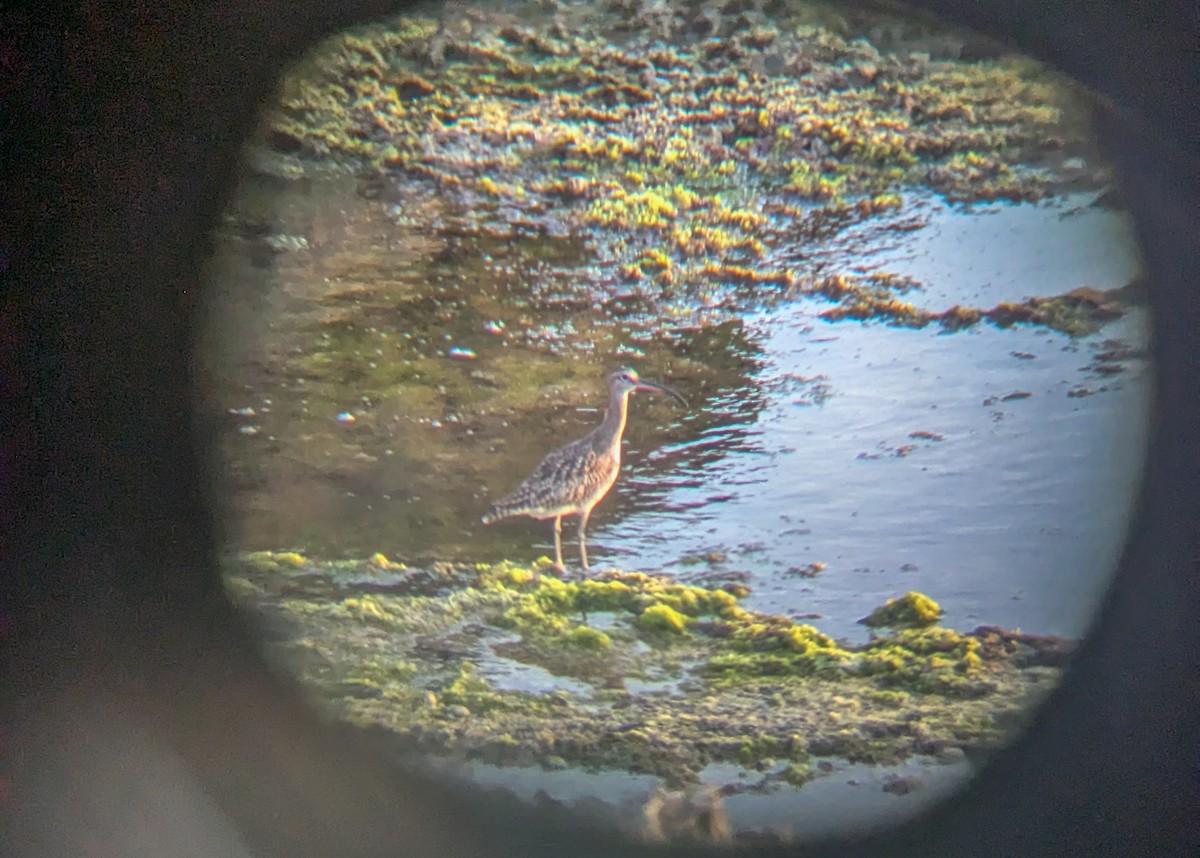 Eurasian Curlew - ML646222967
