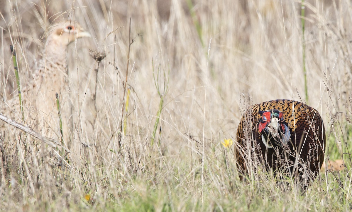 bažant obecný - ML646222968