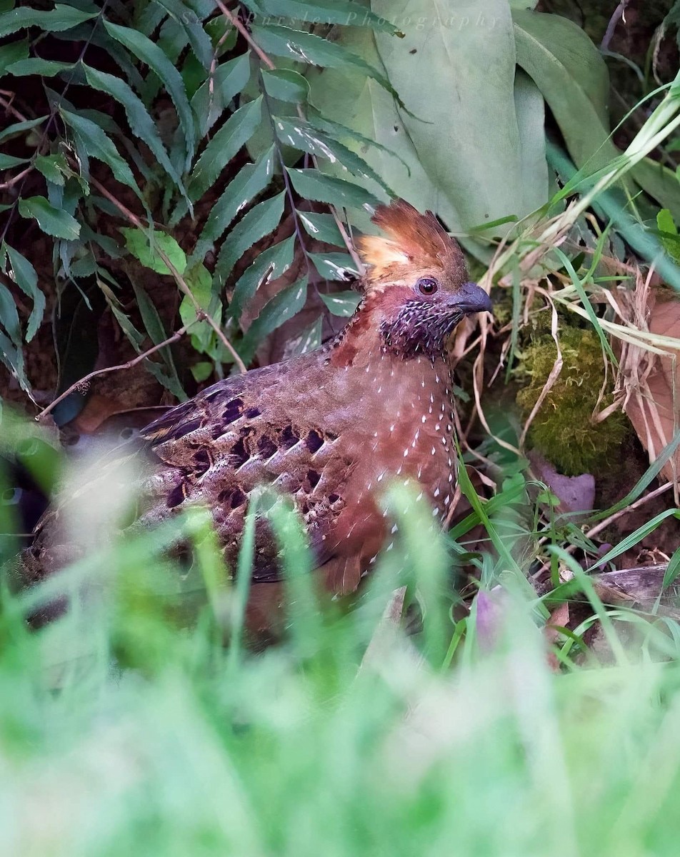 Corcovado Goteado - ML646222969