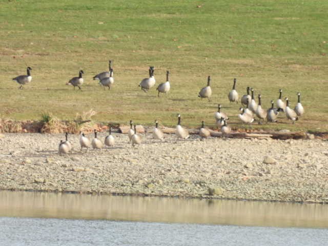 Canada Goose - ML646222970