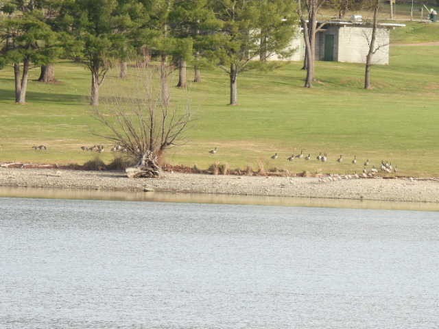 Canada Goose - ML646222971