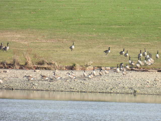 Canada Goose - ML646222972