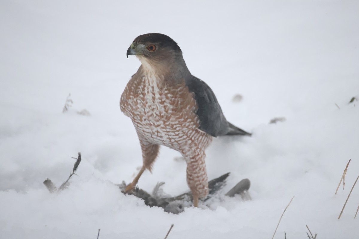 Cooper's Hawk - ML646222973