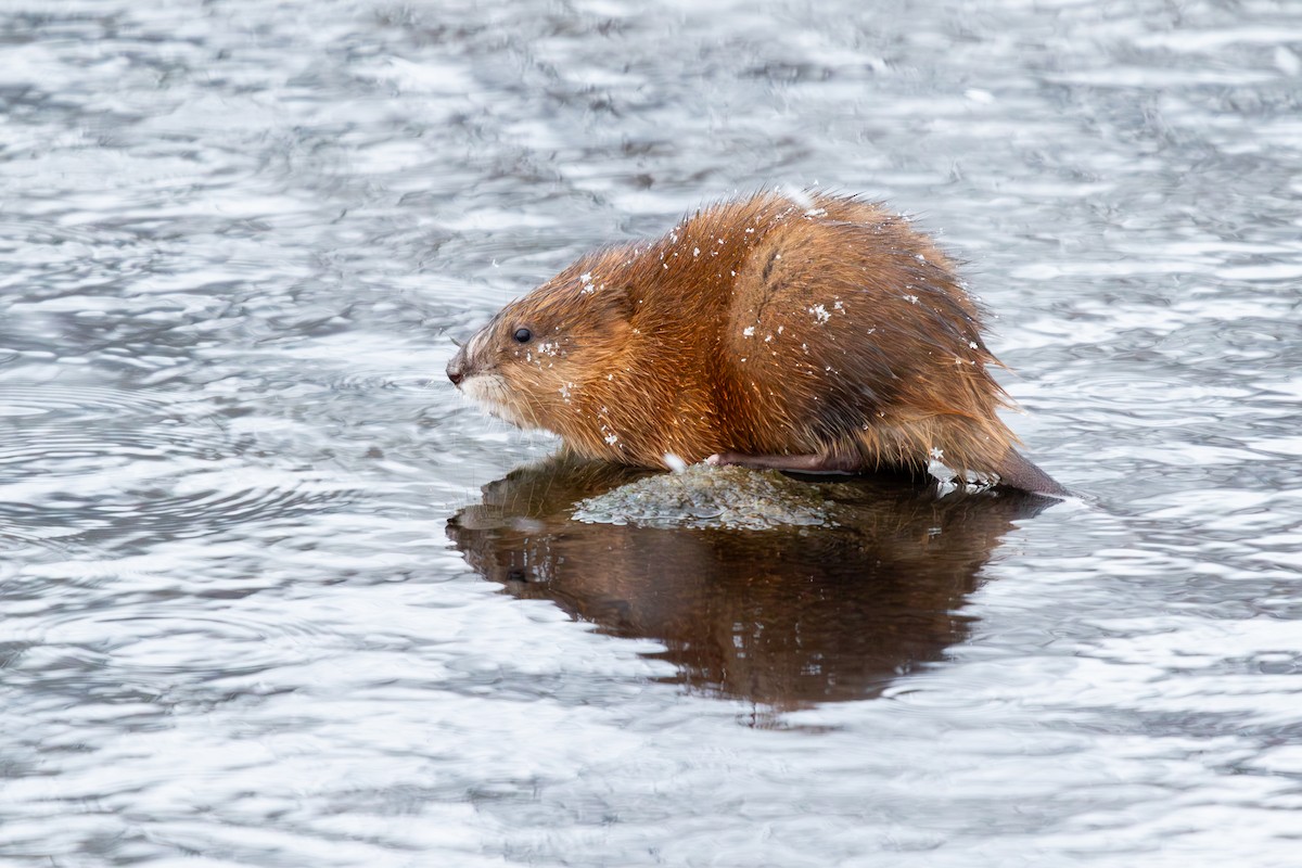 Muskrat - ML646222975