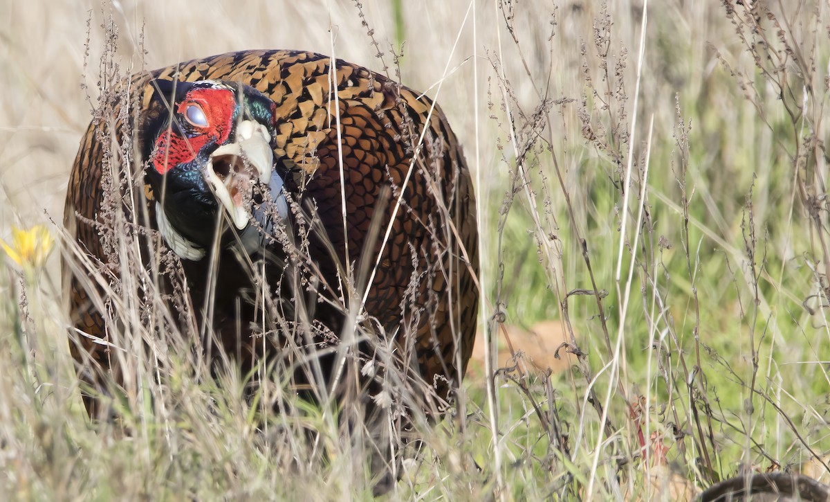 bažant obecný - ML646222976