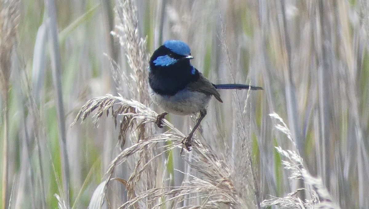 Superb Fairywren - ML646222977