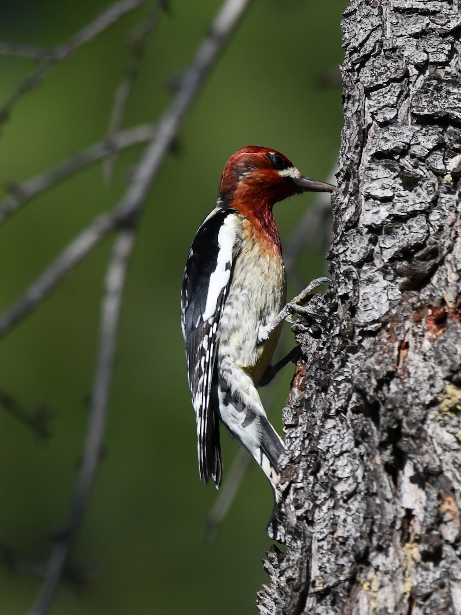 Red-breasted Sapsucker - ML646222988