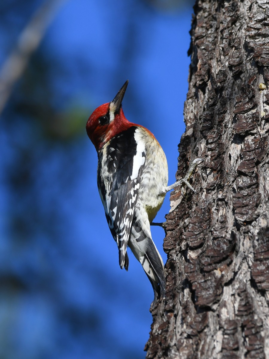 Red-breasted Sapsucker - ML646222990
