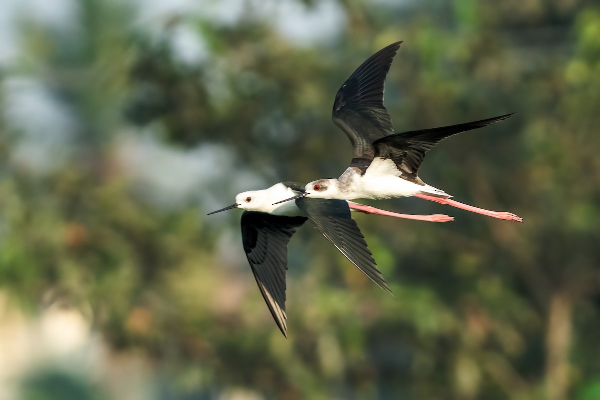 Black-winged Stilt - ML646222991