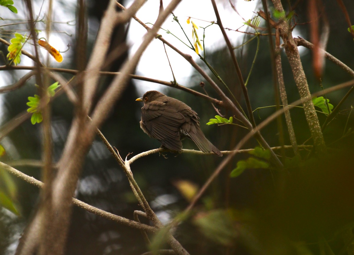 Ecuadorian Thrush - ML646222992