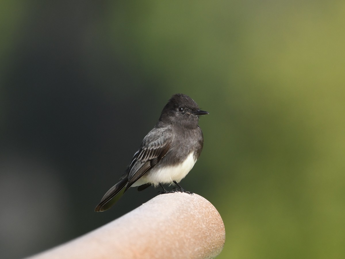 Black Phoebe - ML646222994