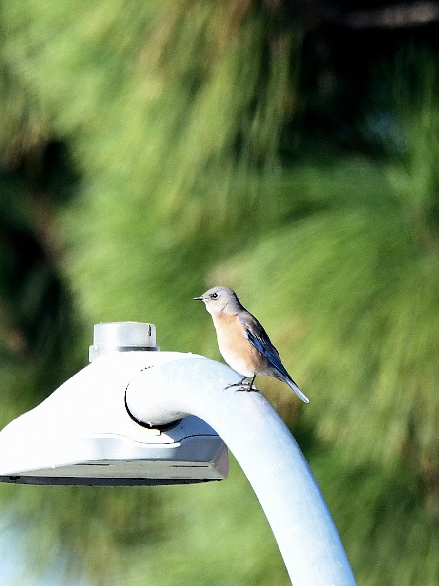 Western Bluebird - ML646222998