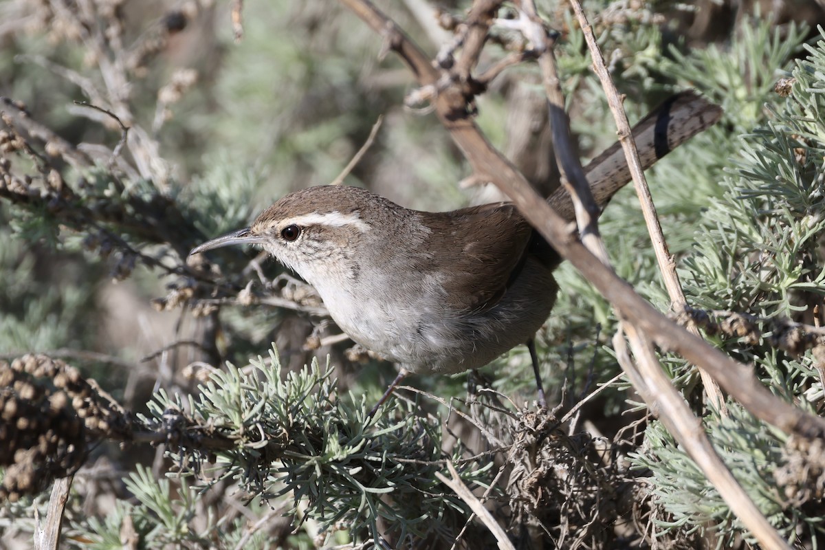 Підбуреник - ML646223003