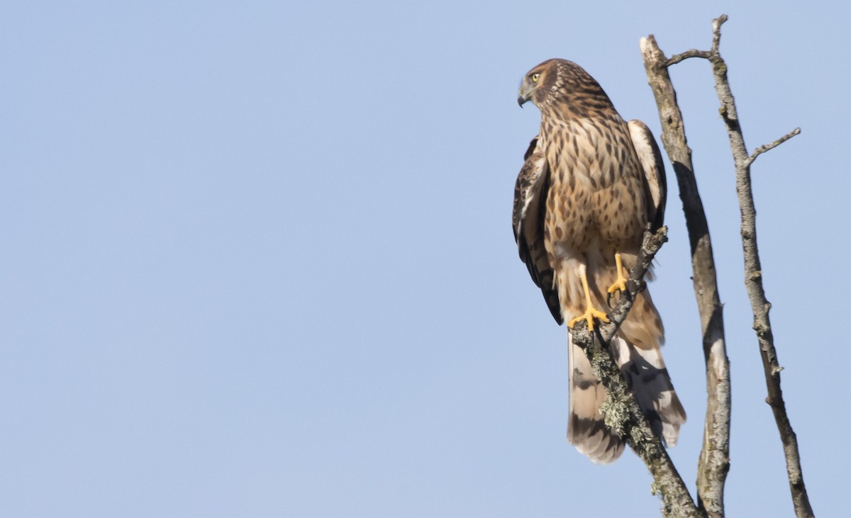 Northern Harrier - ML646223004