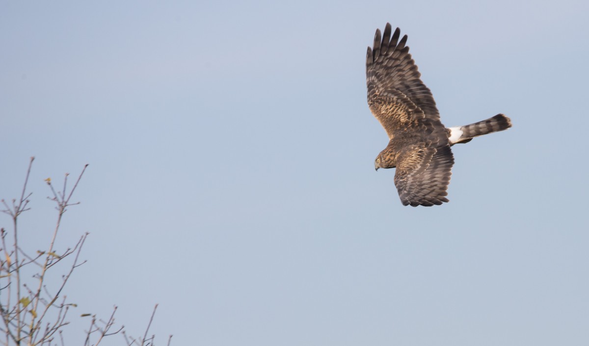 Northern Harrier - ML646223006