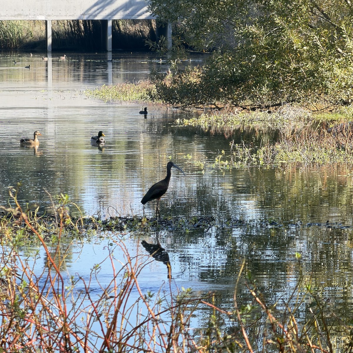 White-faced Ibis - ML646223008