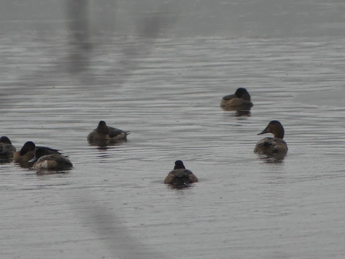 Murgilari bizkarzuria - ML646223011